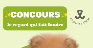Concours Pattes et Griffes