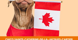Concours Chico Sainte-Foy - Boutique d'animaux (2669 Ch Ste-Foy)