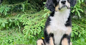 Concours Jessica Gagnon,Intervenante Canin