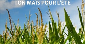 Concours Gagnez votre maïs pour l'été! Concours Ferme Michel Lauzon