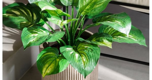 Les plantes d’intérieur prennent des airs d’été!