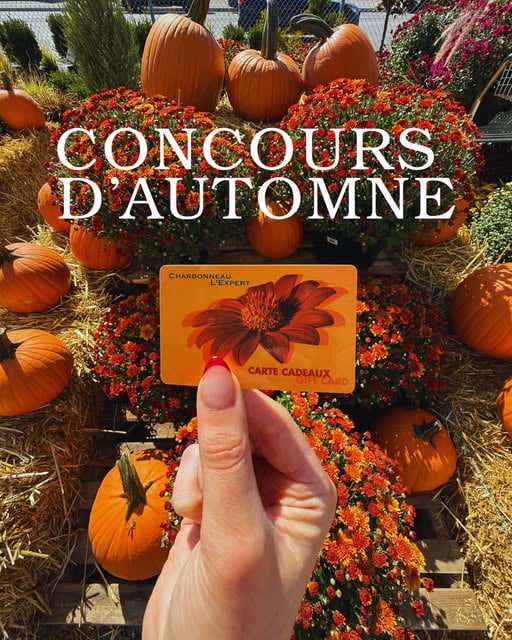 Concours Charbonneau L'Expert - Gagnez un magnifique chrysanthème 12 pouces de la couleur de votre choix accompagné d’une carte-cadeau de 50 $