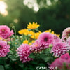 Image de la Promotion Circulaire BMR - Catalogue Horticole