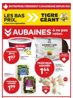 Circulaire Tigre Géant