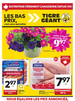 Circulaire Tigre Géant