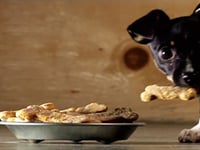 Photo de la Recette: Biscuits pour Chien