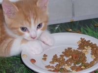 Photo de la Recette: Comment Fabriquer Soi-Même la Nourriture du Chat