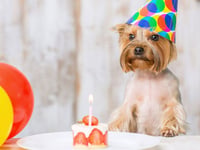 Photo de la Recette: Gâteau D'anniversaire Gourmand pour Chien