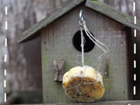 Photo de la Recette: Boules de Graisse pour les Petits Oiseaux