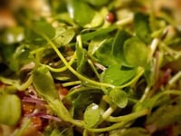 Photo de la Recette: Vinaigrette au Citron & Basilic