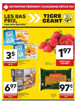 Circulaire Tigre Géant