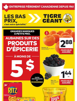 Circulaire Tigre Géant
