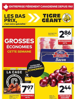 Circulaire Tigre Géant