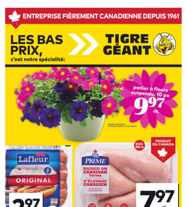 Circulaire Tigre Géant