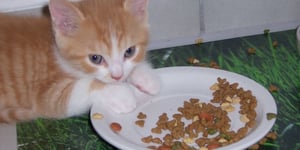 Photo de la Recette: Comment Fabriquer Soi-Même la Nourriture du Chat