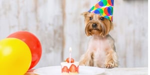 Photo de la Recette: Gâteau D'anniversaire Gourmand pour Chien