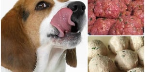 BISCUITS POUR VOTRE CHIEN