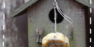 Photo de la Recette: Boules de Graisse pour les Petits Oiseaux