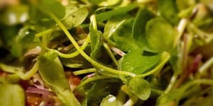 Vinaigrette au Citron & Basilic