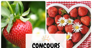 Concours Gagnez l'un des deux paniers de 3L de fraises fraîches!