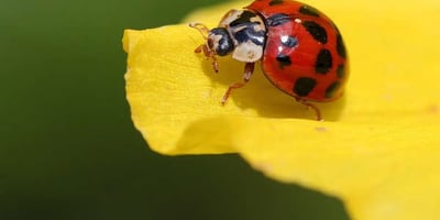 10 Trucs Anti Coccinelles