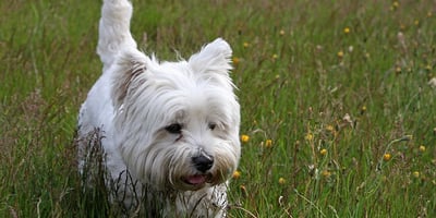 10 Trucs Infaillibles pour Dresser votre Chien