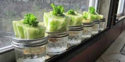 10 Légumes à Faire Repousser à L'infini chez Soi