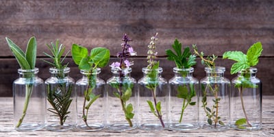 10 Plantes que vous Pouvez Cultiver en Intérieur dans L’eau Toute L’année