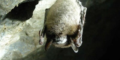 10 Répulsifs Anti Chauve-souris