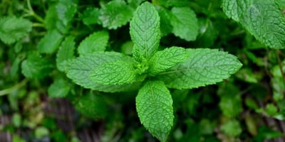 10 Raisons de Cultiver de la Menthe Chez Vous 10 Raisons de Cultiver de la Menthe Chez Vous