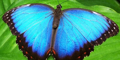 10 Trucs pour Attirer les Papillons