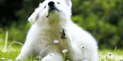 10 Trucs pour Tuer les Puces