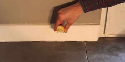 11 Astuces pour se Débarrasser des Fourmis dans sa Maison