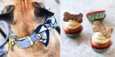 11 Cadeaux de Noël Parfaits à Offrir à son Chien 11 Cadeaux de Noël Parfaits à Offrir à son Chien