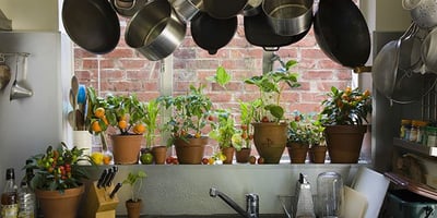 Plantes qui Dépolluent votre Maison