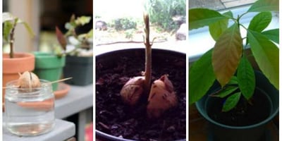 16 Fruits et Légumes à Faire Pousser à Partir de Leurs Restes 16 Fruits et Légumes à Faire Pousser à Partir de Leurs Restes