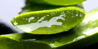 18 Utilisations Étonnantes d’Aloe Vera