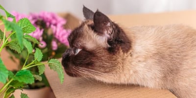 20 Manières D’utiliser la Menthe