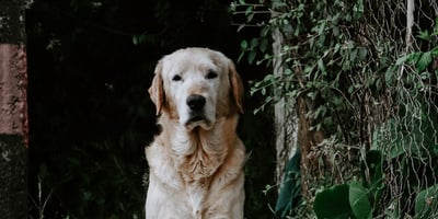4 Conseils pour Passer à Travers le Deuil de son Animal