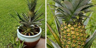 5 Étapes pour faire Pousser un Ananas