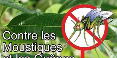 5 Trucs Naturels Contre les Moustiques et les Guêpes