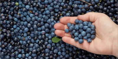 5 Bonnes Raisons de Manger des Bleuets