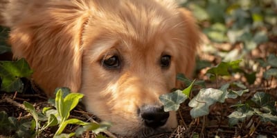 Alerte Canicule : 5 Conseils pour Protéger son Chien de la Chaleur Alerte Canicule : 5 Conseils pour Protéger son Chien de la Chaleur