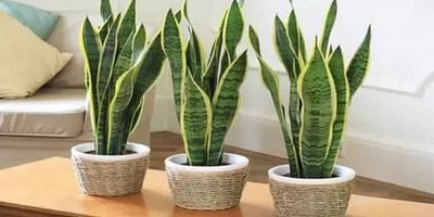 5 Plantes qui Purifient L’air et vous Aident à Mieux Dormir ! 5 Plantes qui Purifient L’air et vous Aident à Mieux Dormir !