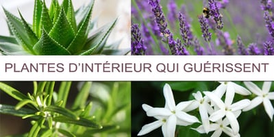 6 Plantes d’intérieur à Faire Pousser dans votre Chambre qui Peuvent Améliorer Considérablement Votre Santé