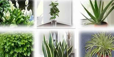 6 Plantes qui Purifient Naturellement L’air de votre Maison !