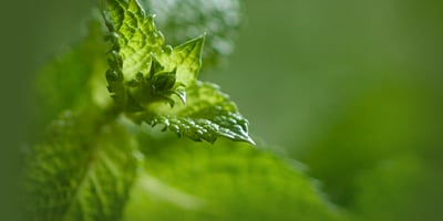 7 Remèdes Naturels pour Soigner les Maux de vos Enfants