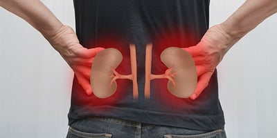 7 Aliments qui Nettoient vos Reins