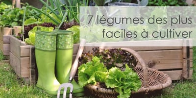 7 Légumes des plus Faciles à Cultiver 7 Légumes des plus Faciles à Cultiver
