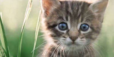 A quel Âge Vermifuger un Chaton ?